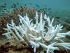Bleached coral