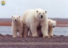 A family of polar bears