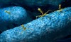 Viruses attack bacteria
