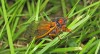 Cicada in the grass