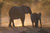 Grownup elephant and baby elephant walking through grasslands in Botswana, Africa