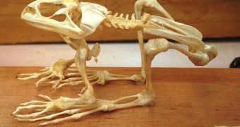 Frog skeleton in museum