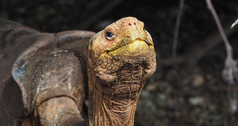 Diego the tortoise at the Charles Darwin Research Station