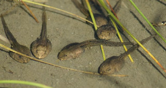 Tadpoles swimming in shallow water and around long grass