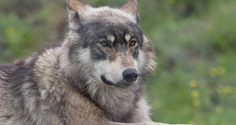 Close up of American Gray Wolf laying in grass