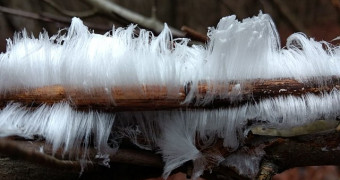 Hair ice growing on branch