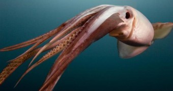 Humboldt Squid