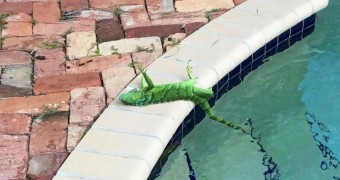 Iguana lying by a pool