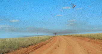 Locust swarm