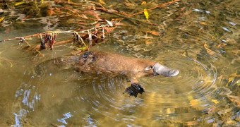 Platypus floating in murky water