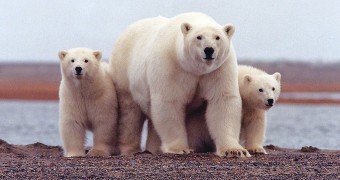 A family of polar bears