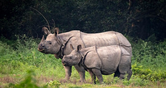 One-horned rhino