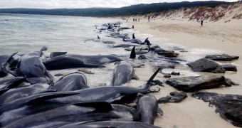 Stranded whales