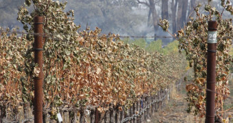 Grapes damaged by fires