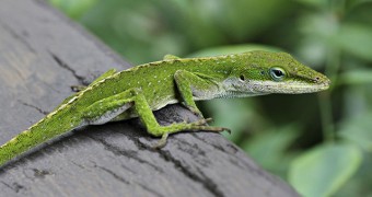 green anole lizard