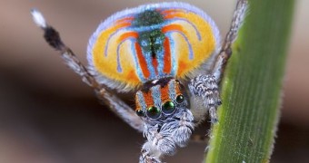 Peacock spider on leaf