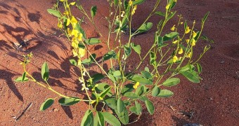 Plant that absorbs metals