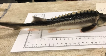 The sturddlefish: a hybrid of the American paddlefish and Russian sturgeon