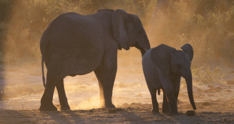 Grownup elephant and baby elephant walking through grasslands in Botswana, Africa