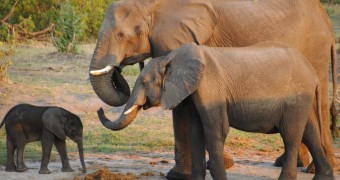 Elephants in Botswana